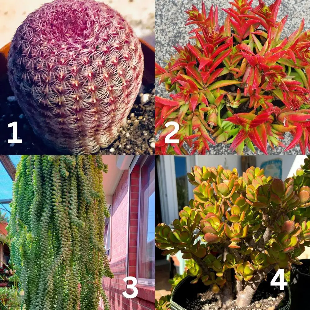 ¿Plantar suculentas en rocas al 100%?!? ¿Plantar suculentas en rocas al 100%?!?