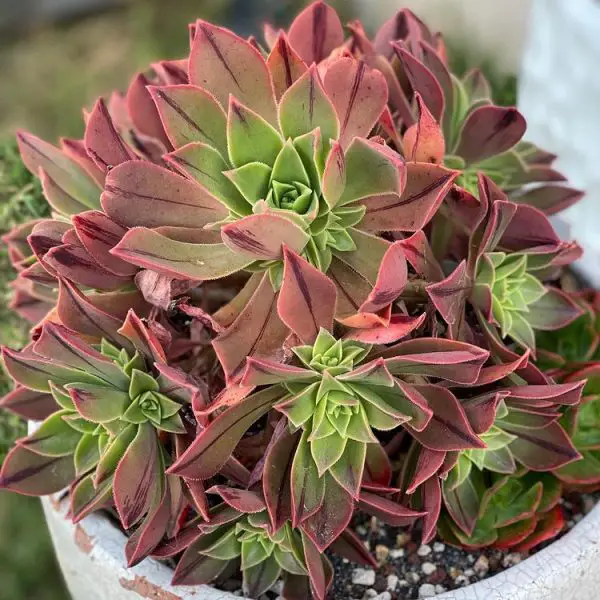 Aeonium leucoblepharum Aeonium leucoblepharum