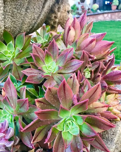 Aeonium leucoblepharum