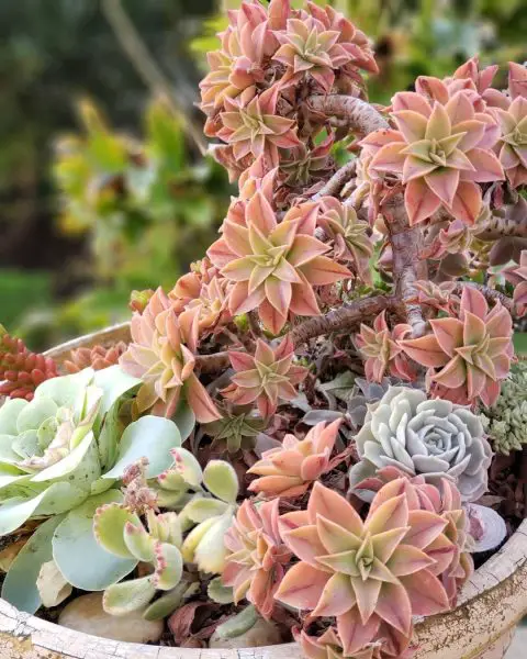 Aeonium leucoblepharum