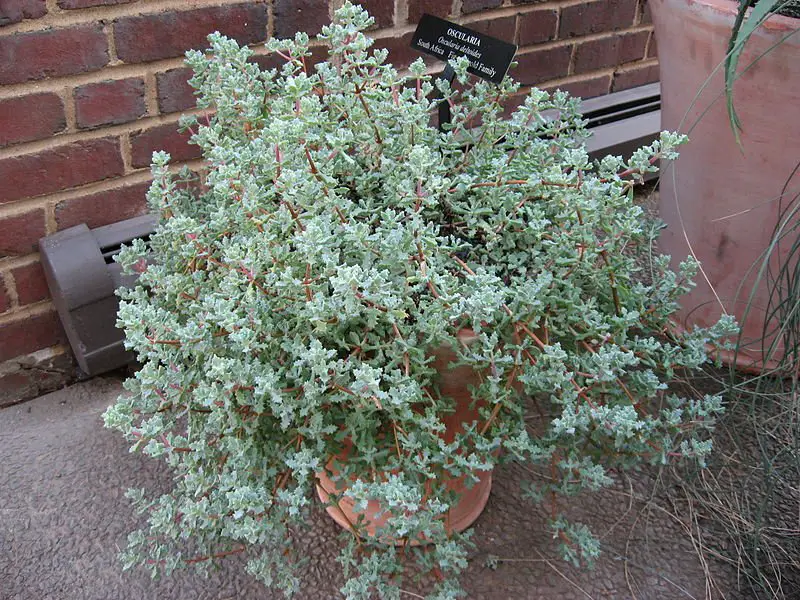 Oscularia deltoides (La planta de rocío de hojas delta)