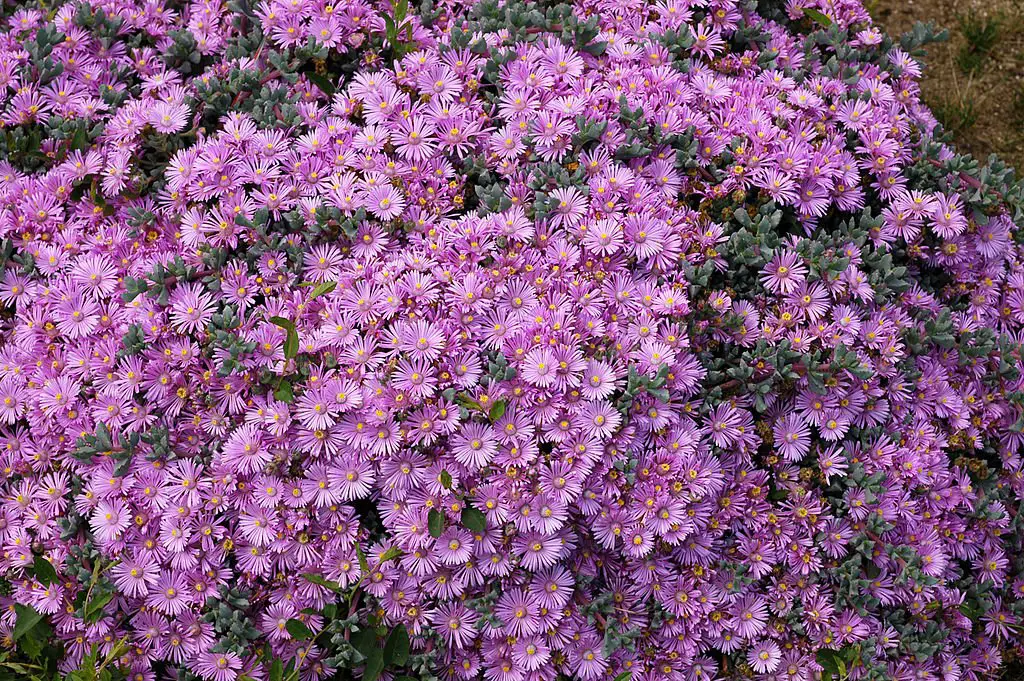 Oscularia deltoides (La planta de rocío de hojas delta)