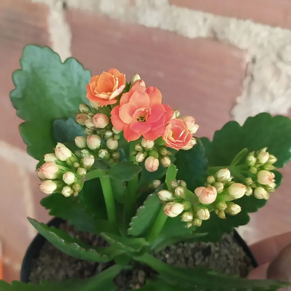 Calandiva: una popular planta perenne de Kalanchoe Calandiva: una popular planta perenne de Kalanchoe