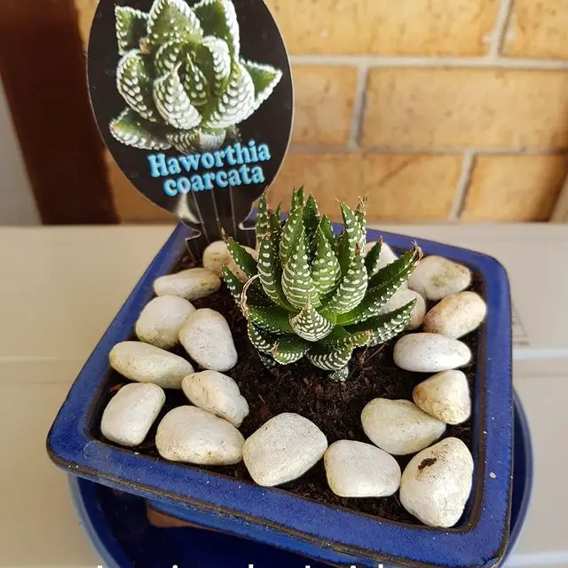 Haworthia coarctata (Haworthiopsis coarctata)