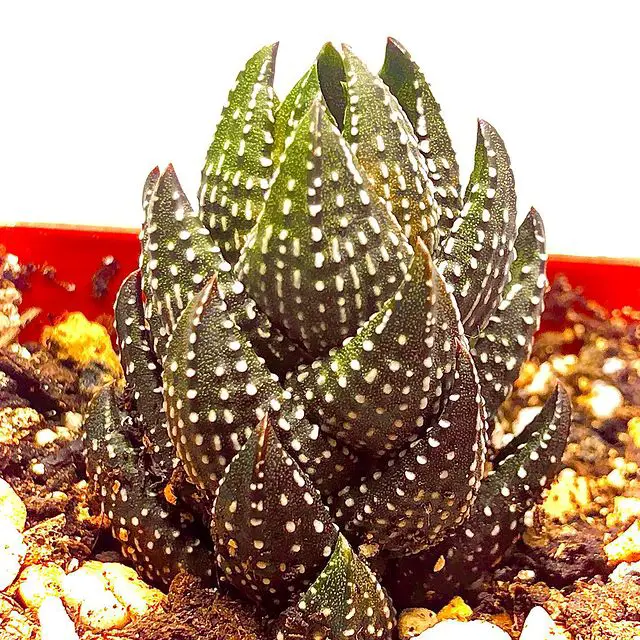 Haworthia coarctata (Haworthiopsis coarctata)