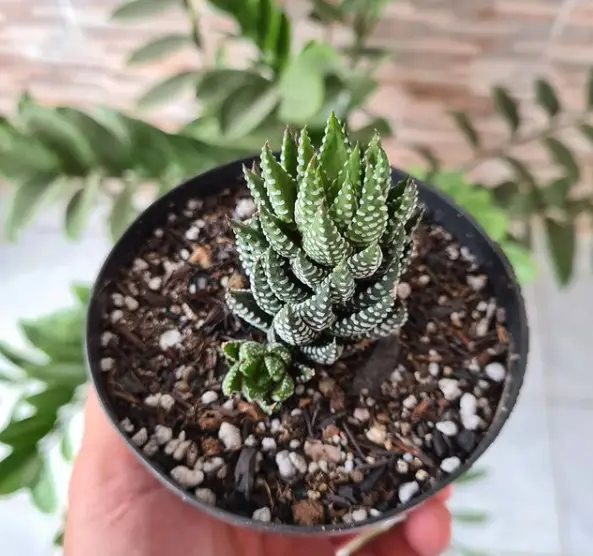 Haworthia coarctata (Haworthiopsis coarctata)