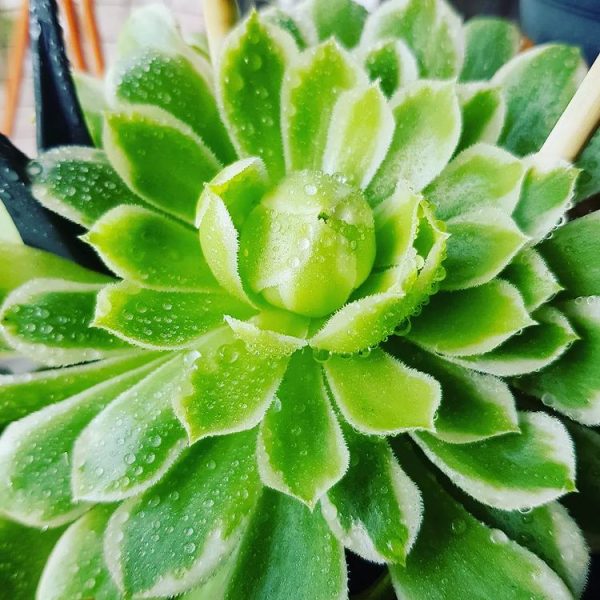 Aeonium Emerald Ice (El loto verde del género Aeonium)