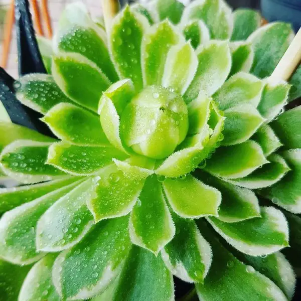 Aeonium Emerald Ice (El loto verde del género Aeonium) Aeonium Emerald Ice (El loto verde del género Aeonium)
