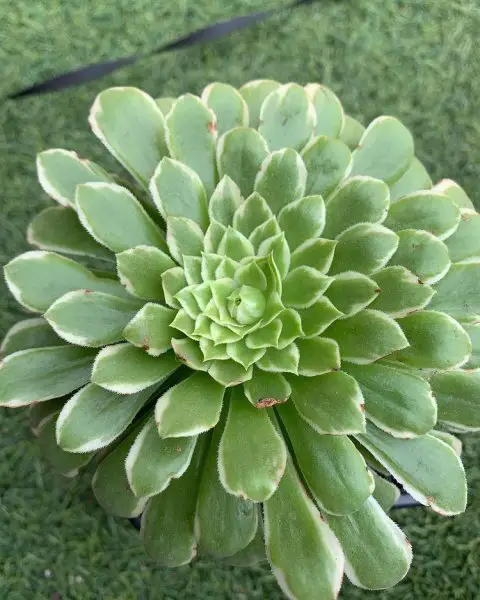 Aeonium Emerald Ice (El loto verde del género Aeonium)