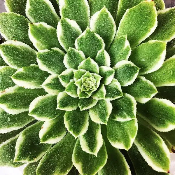 Aeonium Emerald Ice (El loto verde del género Aeonium)