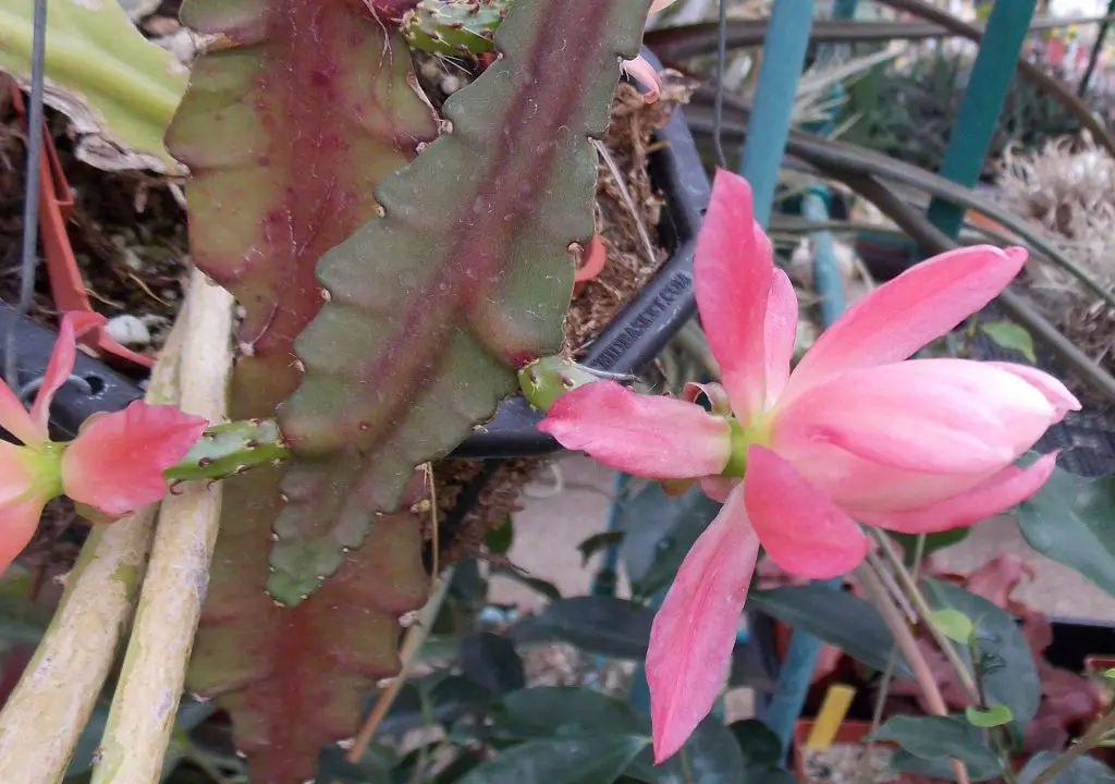Disocactus Phyllanthoides – Un cactus epífito para tu jardín interior Disocactus Phyllanthoides – Un cactus epífito para tu jardín interior