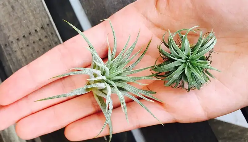 ¿Por qué mis plantas aéreas se vuelven marrones? (detección y solución) ¿Por qué mis plantas aéreas se vuelven marrones? (detección y solución)