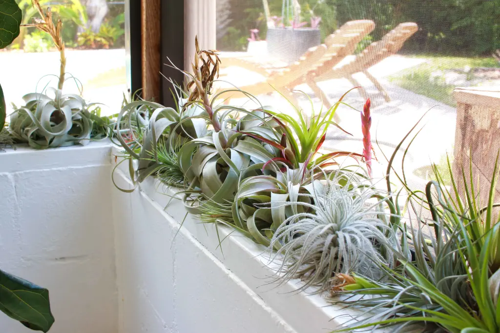 ¿Por qué mis plantas aéreas se vuelven marrones? (detección y solución) ¿Por qué mis plantas aéreas se vuelven marrones? (detección y solución)