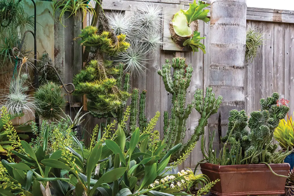 ¿Por qué mis plantas aéreas se vuelven marrones? (detección y solución)