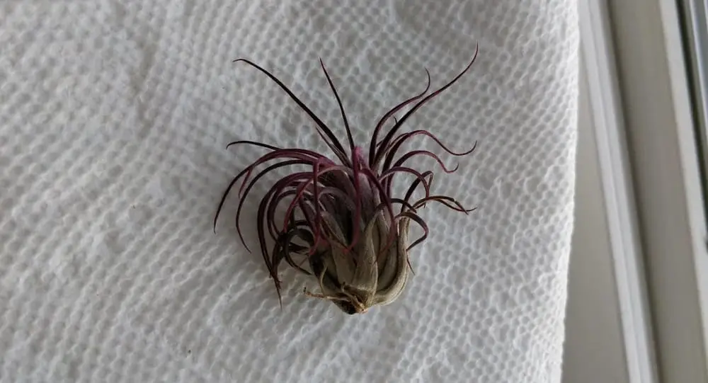 ¿Por qué mis plantas aéreas se vuelven marrones? (detección y solución) ¿Por qué mis plantas aéreas se vuelven marrones? (detección y solución)