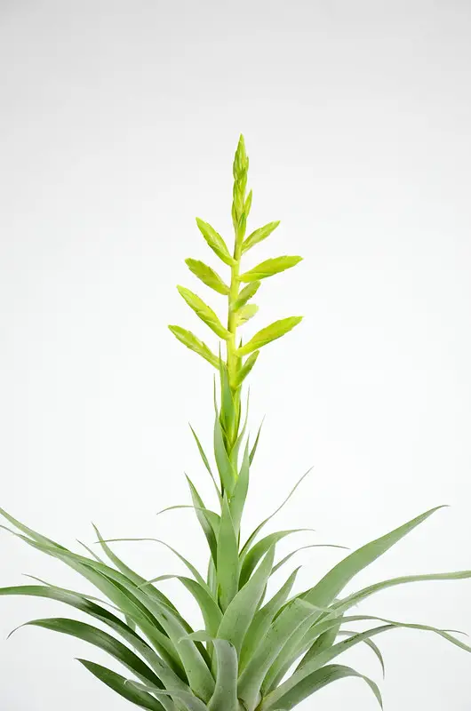 Tillandsia Oerstediana Tillandsia Oerstediana
