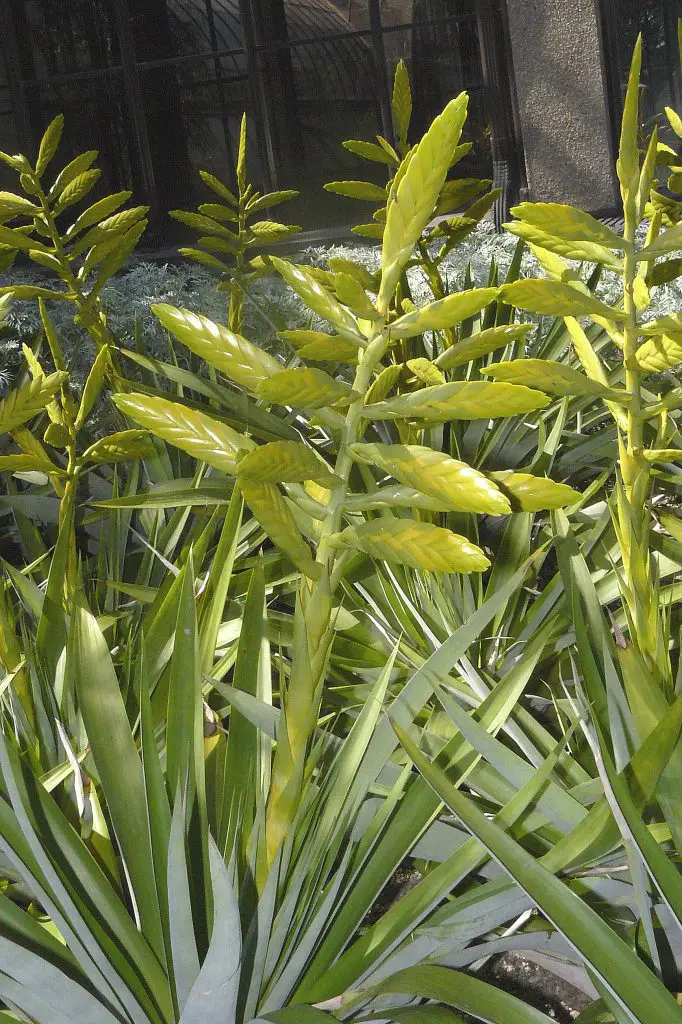 Tillandsia Oerstediana