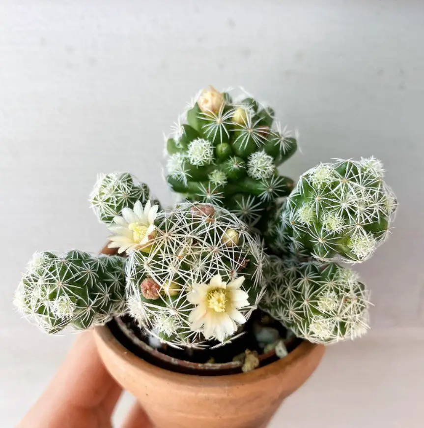 El cactus dedalera “Mammillaria Gracilis Fragilis” (también conocido como Mammillaria Vetula) El cactus dedalera “Mammillaria Gracilis Fragilis” (también conocido como Mammillaria Vetula)