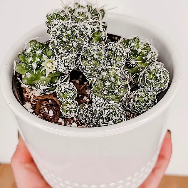 El cactus dedalera “Mammillaria Gracilis Fragilis” (también conocido como Mammillaria Vetula)