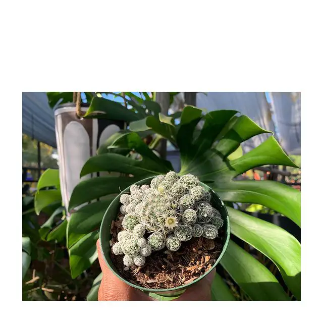 El cactus dedalera “Mammillaria Gracilis Fragilis” (también conocido como Mammillaria Vetula)