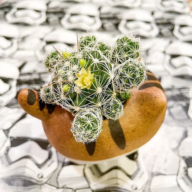 El cactus dedalera “Mammillaria Gracilis Fragilis” (también conocido como Mammillaria Vetula)