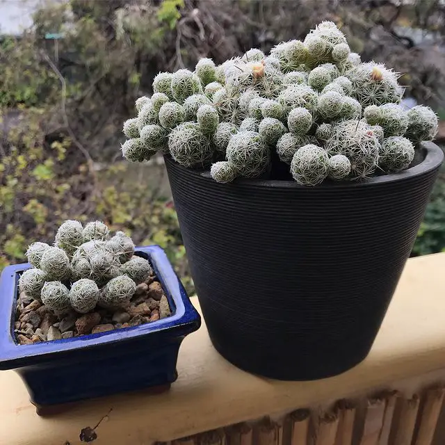 El cactus dedalera “Mammillaria Gracilis Fragilis” (también conocido como Mammillaria Vetula)