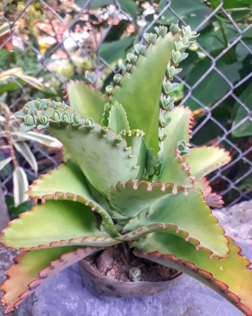 Laetivirus Kalanchoe Laetivirus Kalanchoe