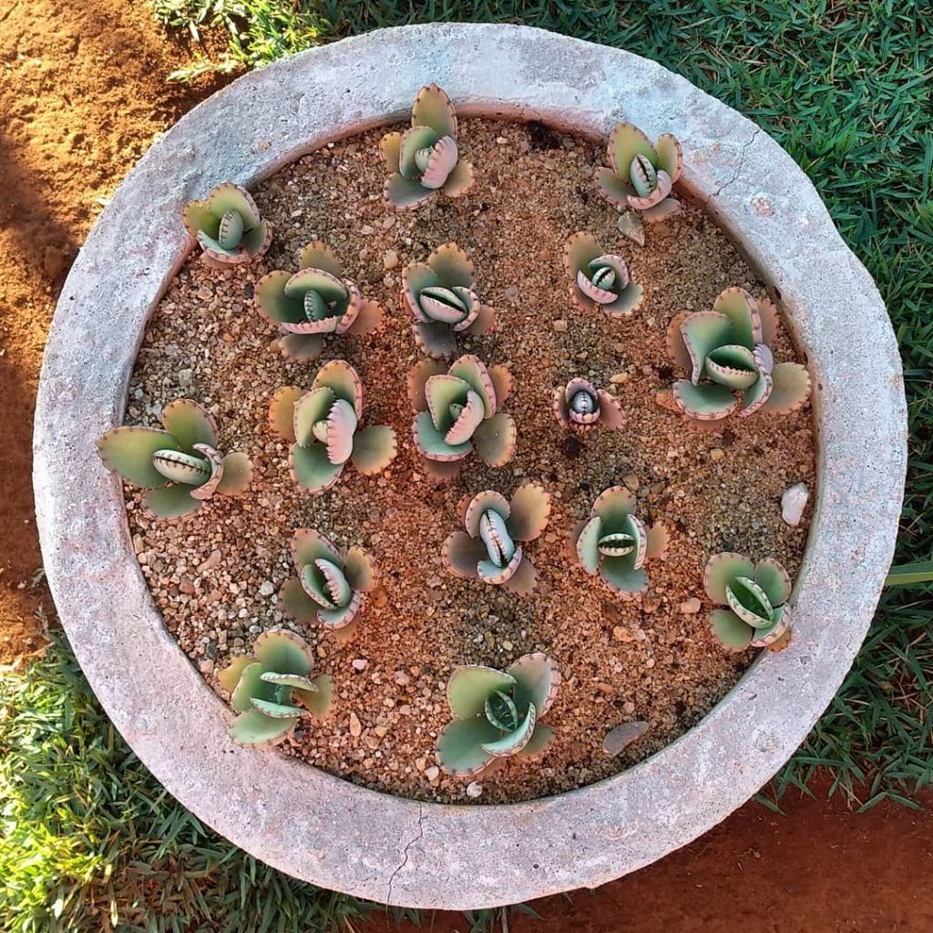 Laetivirus Kalanchoe Laetivirus Kalanchoe