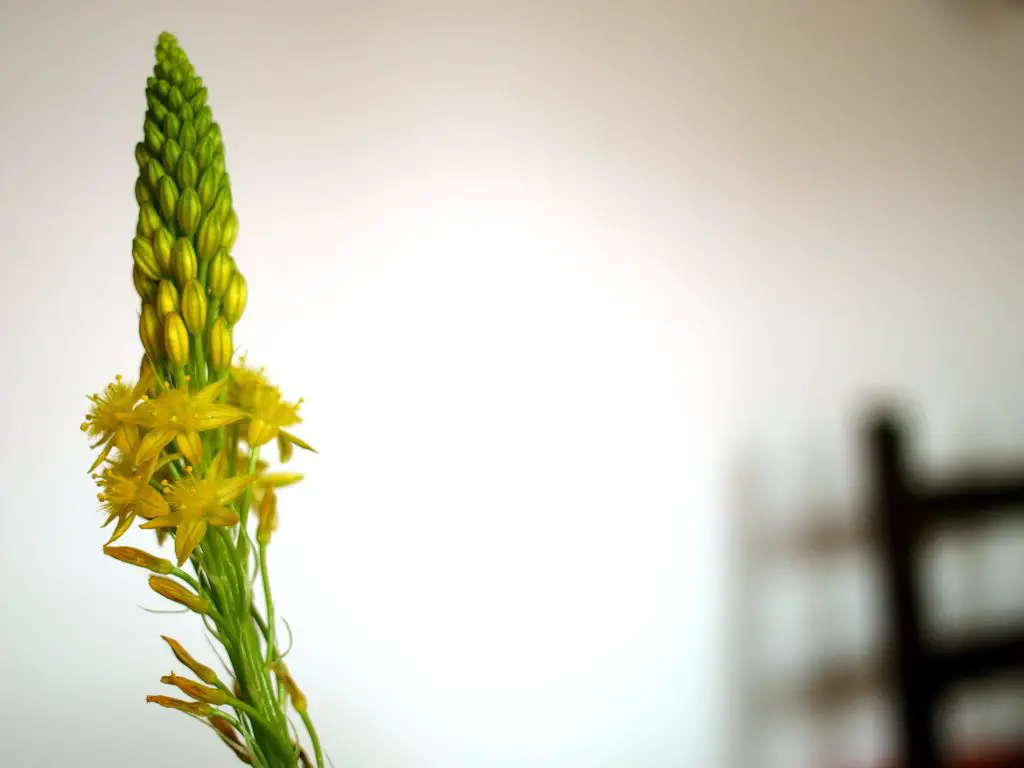 Bulbine Natalensis (Rooiwortel) Bulbine Natalensis (Rooiwortel)