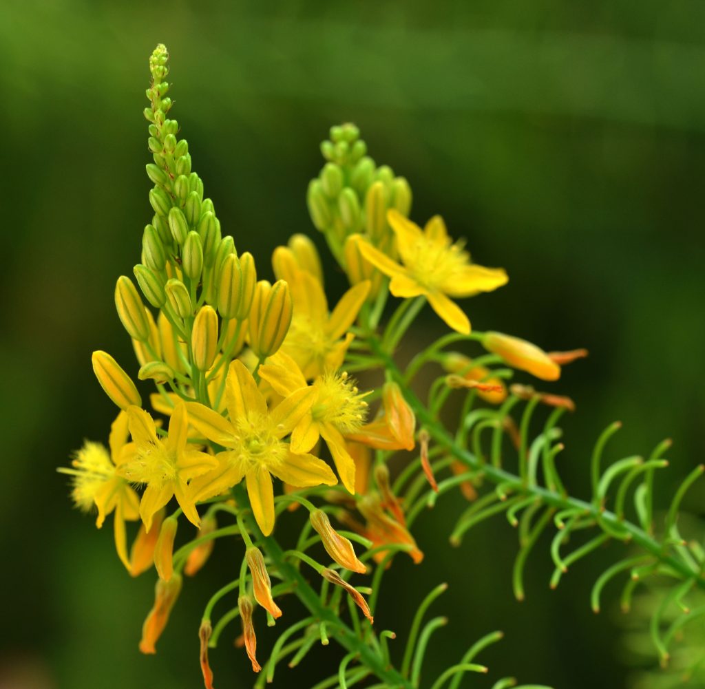 Bulbine Natalensis (Rooiwortel) Bulbine Natalensis (Rooiwortel)
