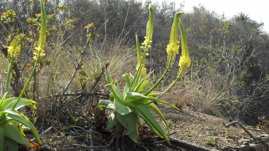 Bulbine Natalensis (Rooiwortel)