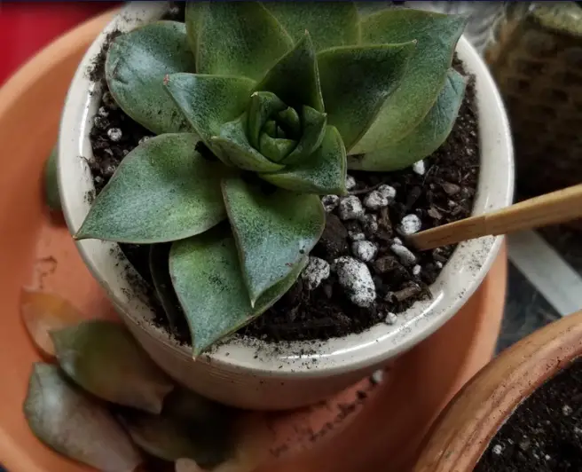 Echeveria propósitorum