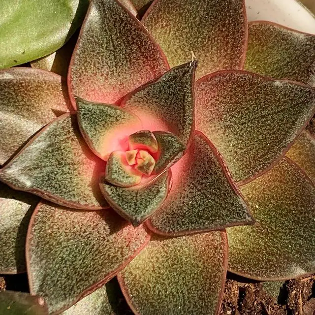 Echeveria propósitorum