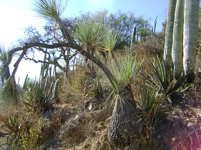 Beaucarnea gracilis