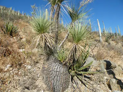 Beaucarnea gracilis