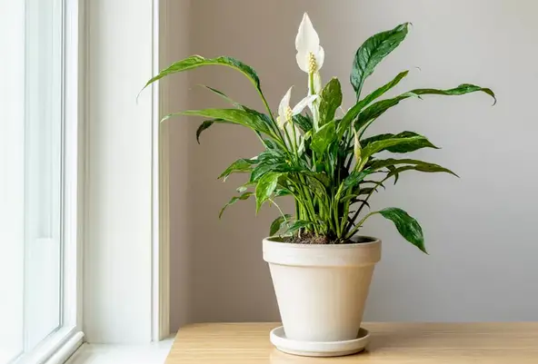5 suculentas perfectas para el dormitorio (y algunas sugerencias no suculentas incluidas) 5 suculentas perfectas para el dormitorio (y algunas sugerencias no suculentas incluidas)