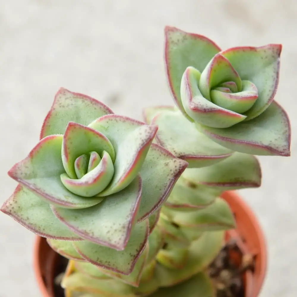 Crassula perforata – La tira de botones suculenta Crassula perforata – La tira de botones suculenta