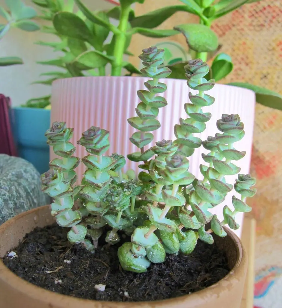 Crassula perforata – La tira de botones suculenta Crassula perforata – La tira de botones suculenta