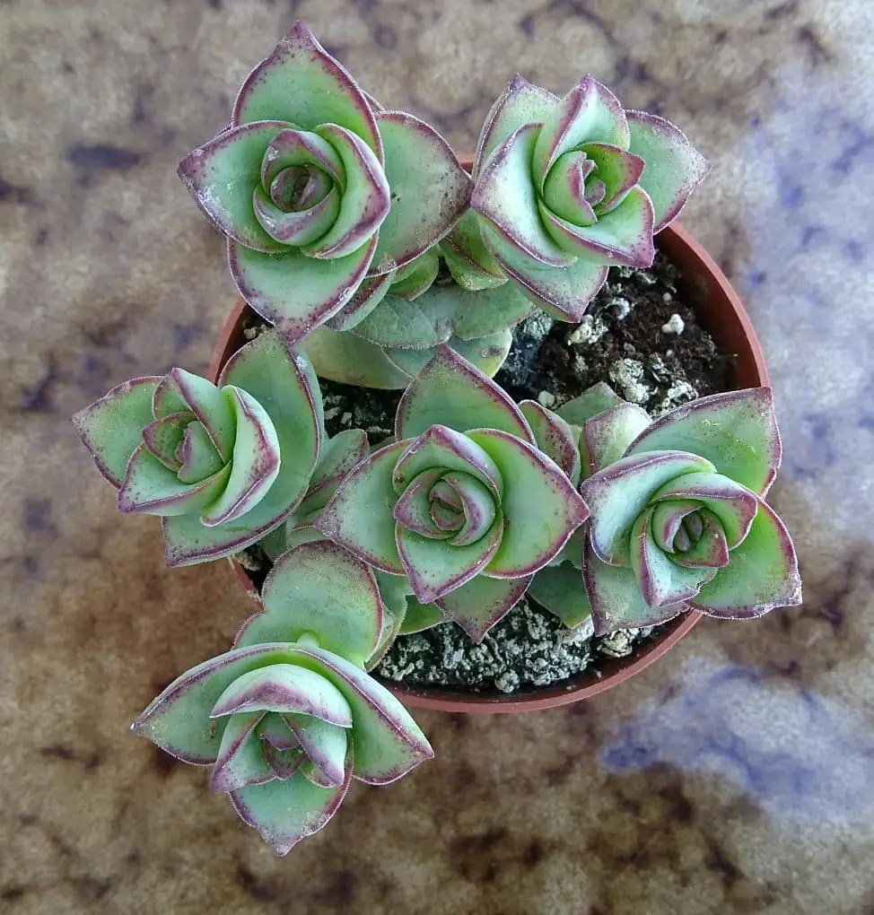Crassula perforata – La tira de botones suculenta Crassula perforata – La tira de botones suculenta