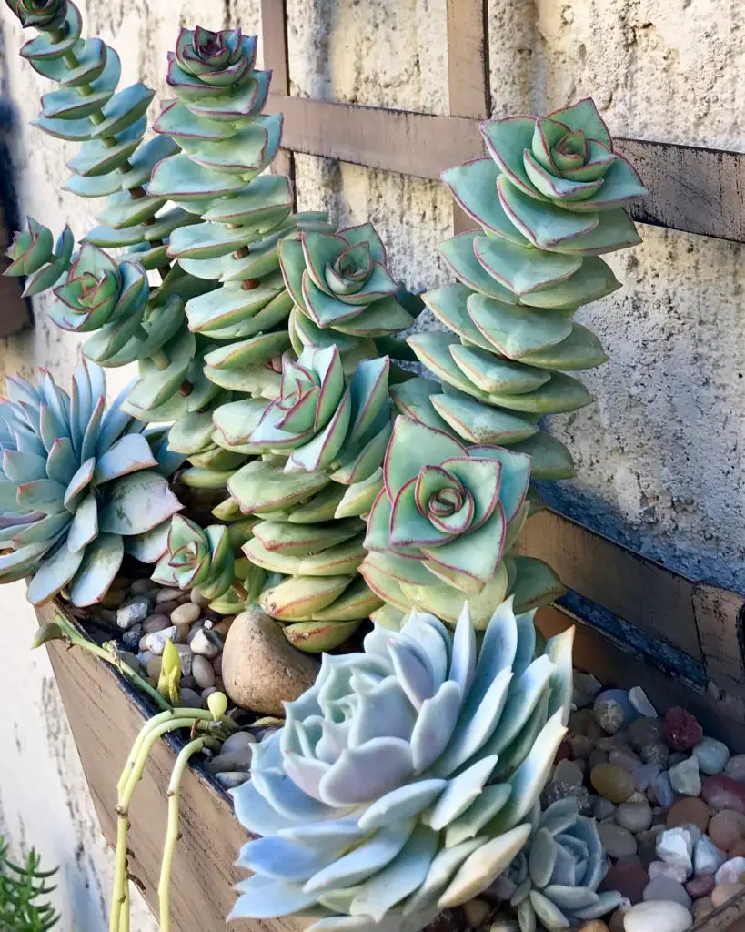 Crassula perforata – La tira de botones suculenta Crassula perforata – La tira de botones suculenta
