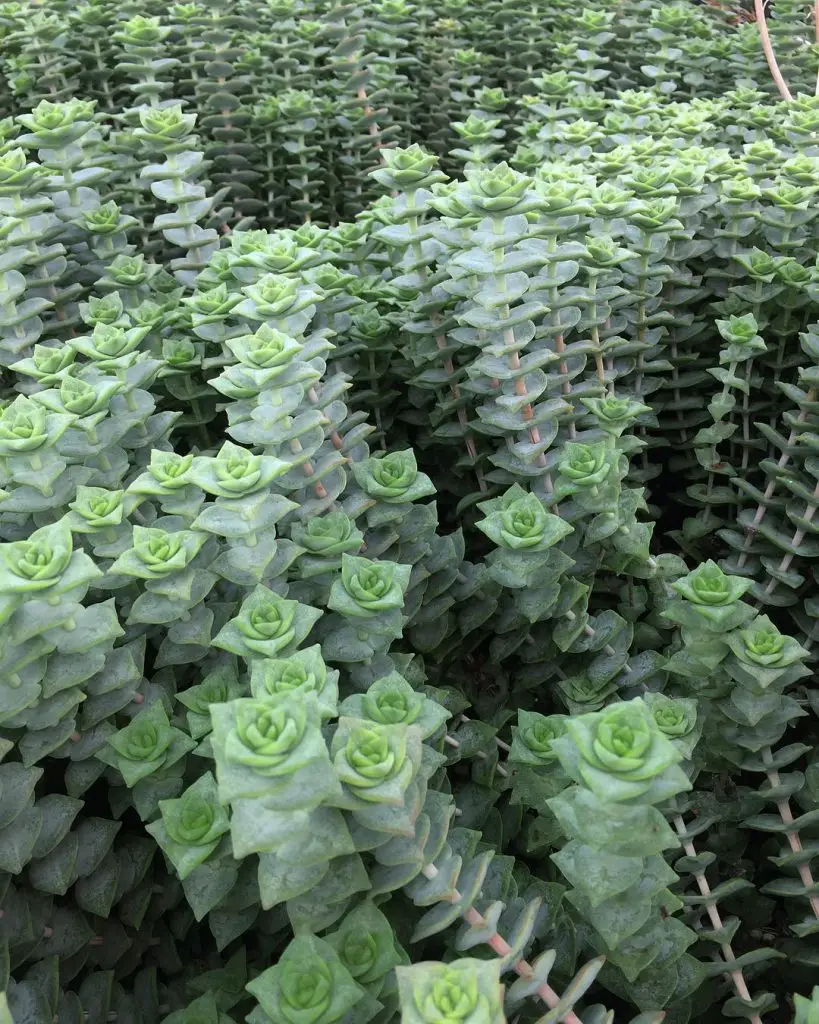 Crassula perforata – La tira de botones suculenta Crassula perforata – La tira de botones suculenta