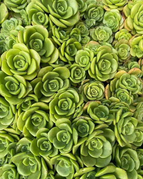 Hoja de lirio de Aeonium Hoja de lirio de Aeonium