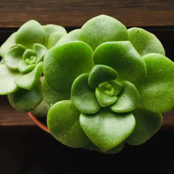 Hoja de lirio de Aeonium Hoja de lirio de Aeonium