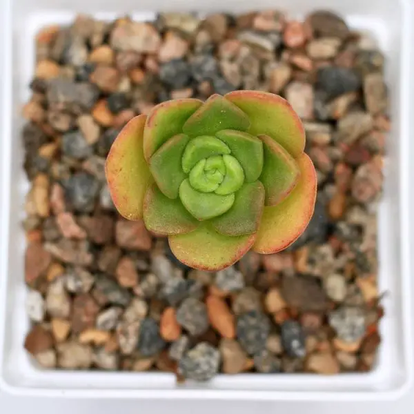 Hoja de lirio de Aeonium