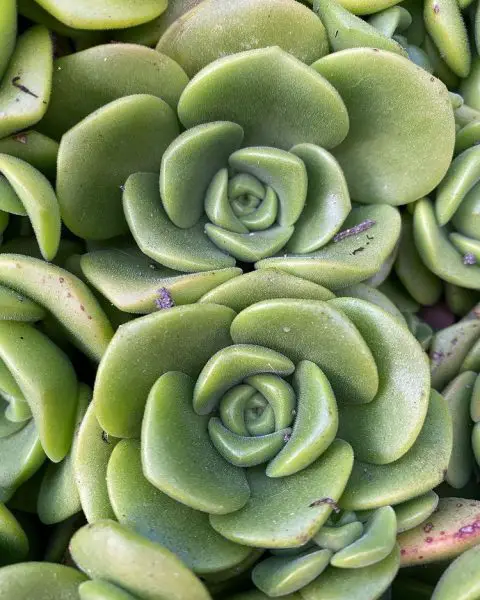 Hoja de lirio de Aeonium Hoja de lirio de Aeonium