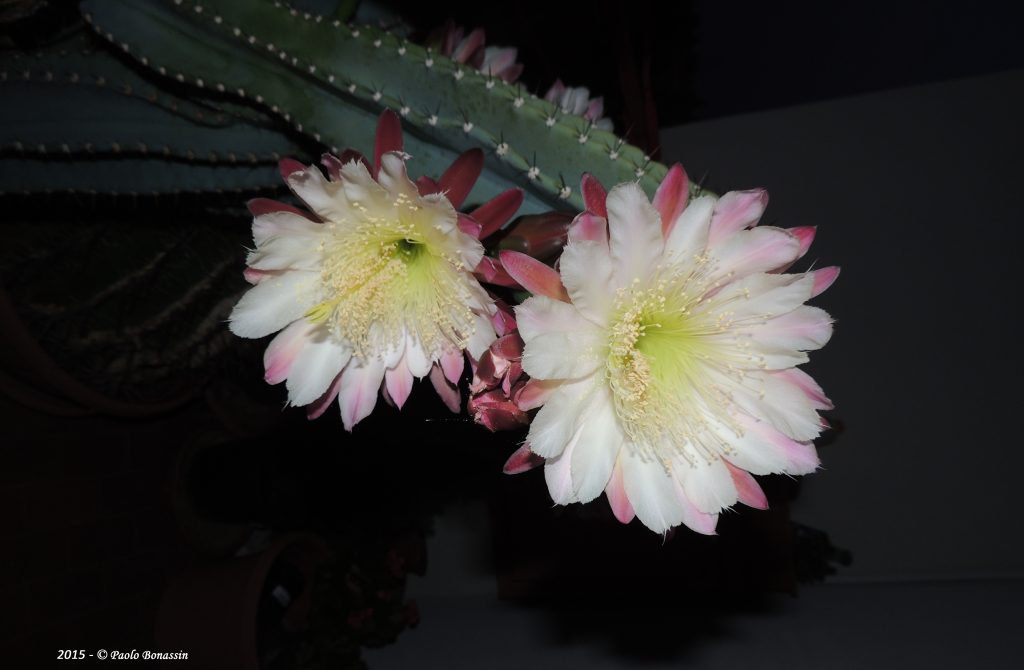Mi colección de cactus con flores moradas.