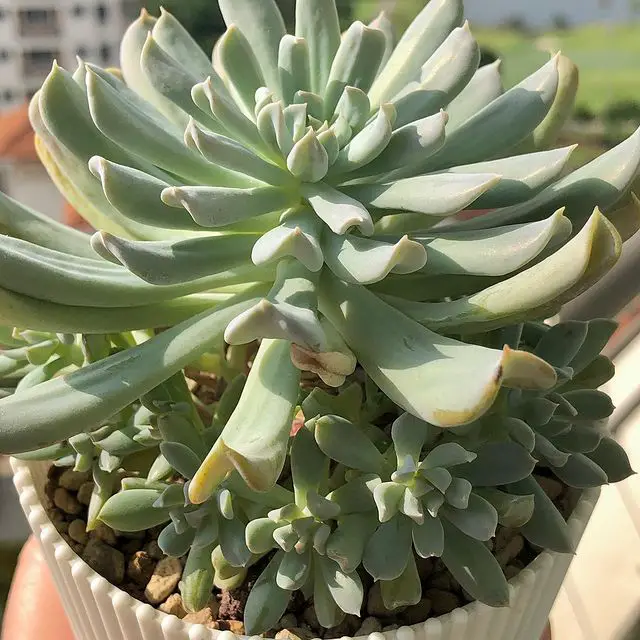 La planta al revés “Echeveria Runyonii” La planta al revés “Echeveria Runyonii”