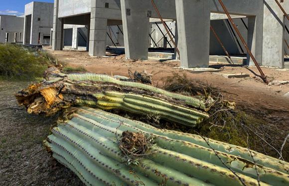 La mejor manera de liberar un cactus de la tierra.
