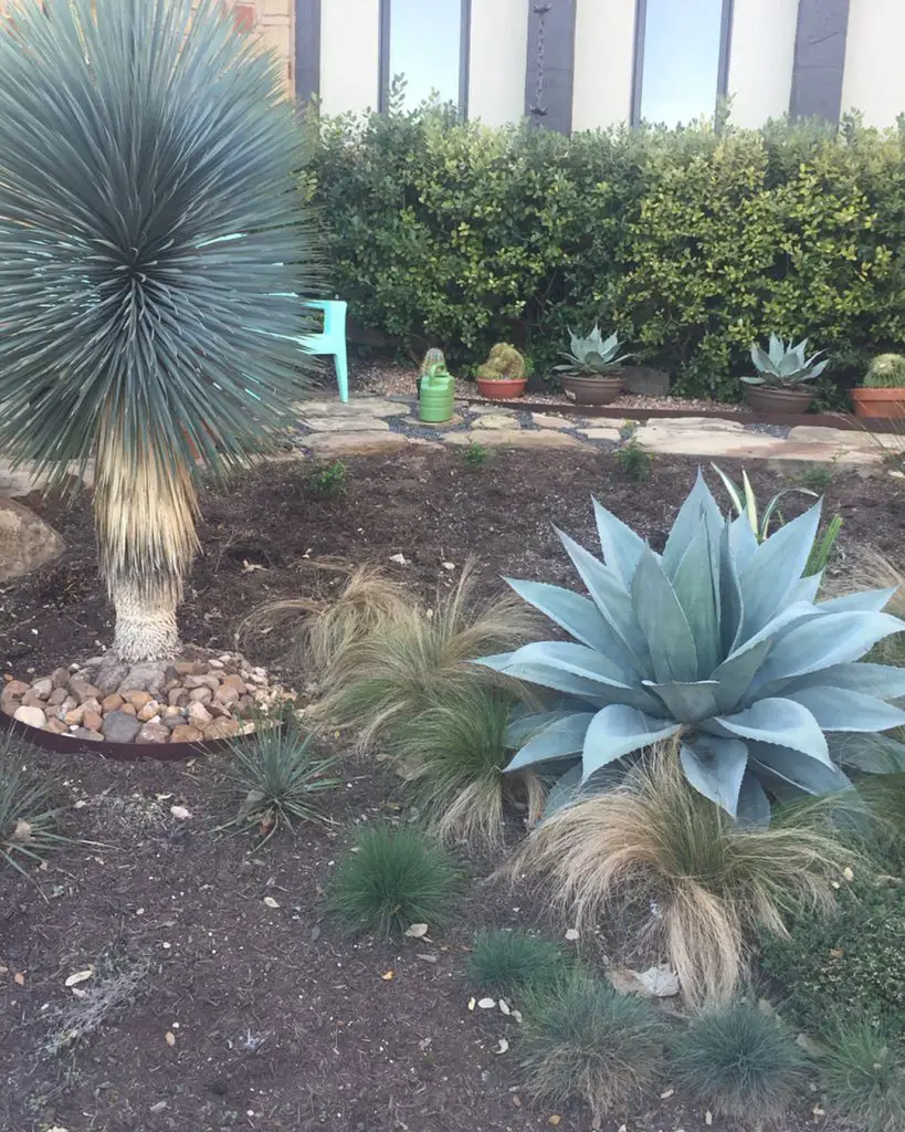 La lengua rodante 'Agave Ovatifolia'