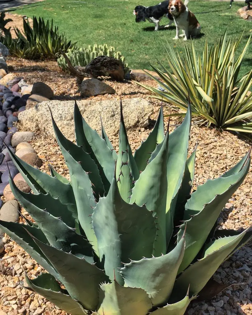 La lengua rodante 'Agave Ovatifolia'